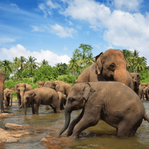 Sri Lanka Group Tour Packages